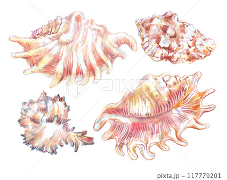 Shell set from underwater clam isolate in watercolor. Scorpion Spider Conch, Lambis Scorpius, sea shell of flat, wavy fan-shaped in two image angles. Murex Endivia in volumetric, ribbed, horned form 117779201