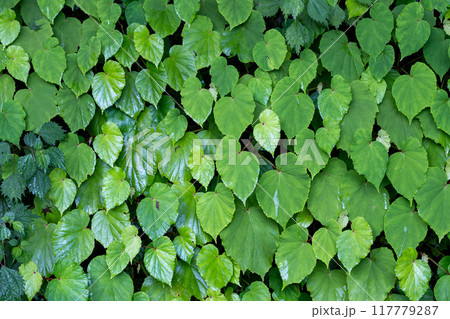 雨に濡れて青々としているシュウカイドウの葉 117779287