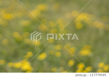 タンポポの咲き乱れる原っぱのイメージ画像 タンポポの咲き乱れる原っぱのイメージ画像 117779595