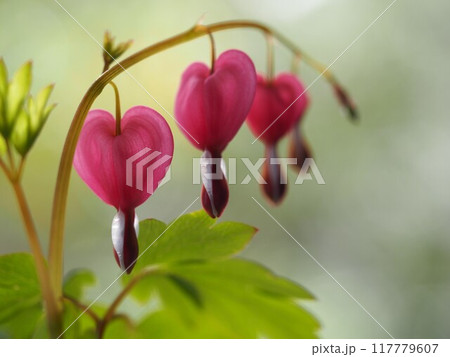 ハート型の花　ケマンソウ 117779607