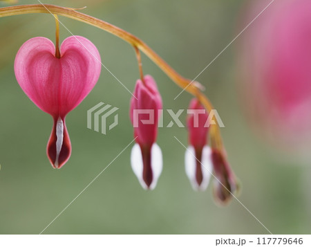 ハート型の花　ケマンソウ 117779646