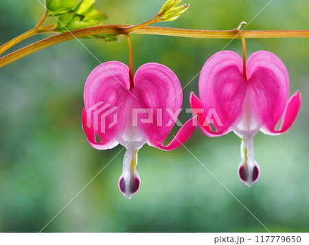 ハート型の花　ケマンソウ 117779650