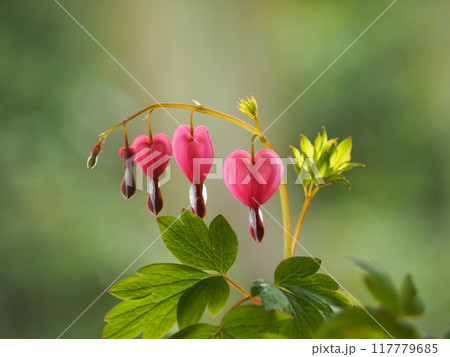 ハート型の花　ケマンソウ 117779685