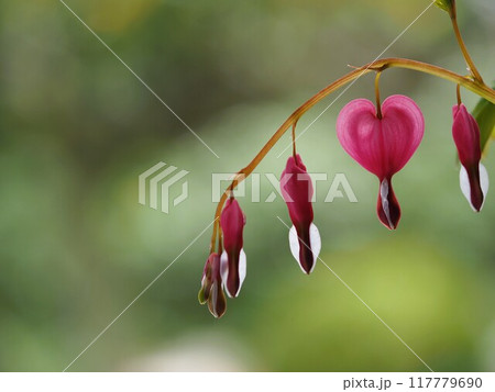 ハート型の花　ケマンソウ 117779690