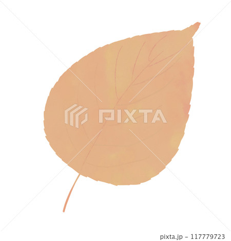 紅葉した落ち葉 紅葉した落ち葉 117779723