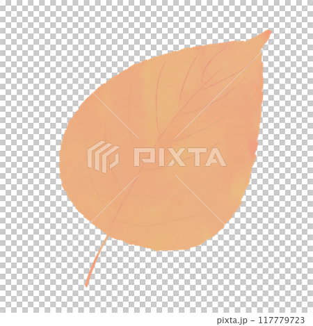 紅葉した落ち葉 紅葉した落ち葉 117779723