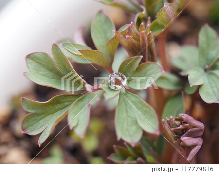 ケマンソウの葉っぱと雫	 117779816