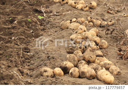 ジャガイモの収穫 家庭菜園のジャガイモ ジャガイモの収穫 家庭菜園のジャガイモ 117779857