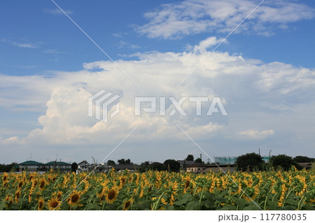 夏の入道雲とひまわり畑 117780035