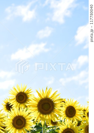 青空とひまわり 117780040