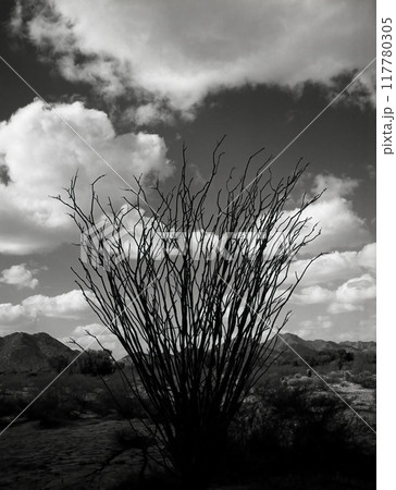 San Tan Mountains Sonora Desert Arizona 117780305