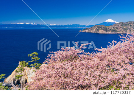 （静岡県）西伊豆黄金崎　早咲き桜の向こうに富士山 117780337