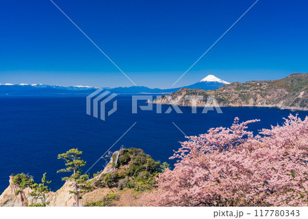 （静岡県）西伊豆黄金崎　早咲き桜の向こうに富士山 117780343