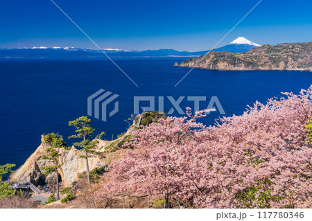 (静岡県)西伊豆黄金崎 早咲き桜の向こうに富士山 (静岡県)西伊豆黄金崎 早咲き桜の向こうに富士山 117780346