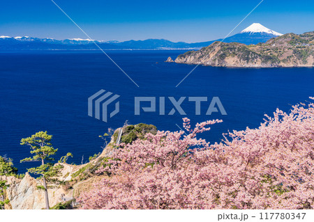 （静岡県）西伊豆黄金崎　早咲き桜の向こうに富士山 117780347