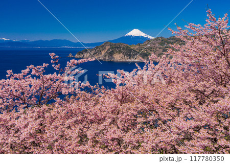 （静岡県）西伊豆黄金崎　早咲き桜の向こうに富士山 117780350