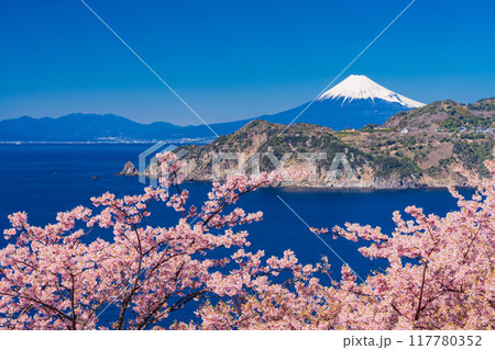 （静岡県）西伊豆黄金崎　早咲き桜の向こうに富士山 117780352