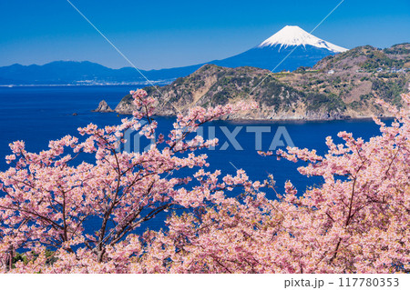 (静岡県)西伊豆黄金崎 早咲き桜の向こうに富士山 (静岡県)西伊豆黄金崎 早咲き桜の向こうに富士山 117780353