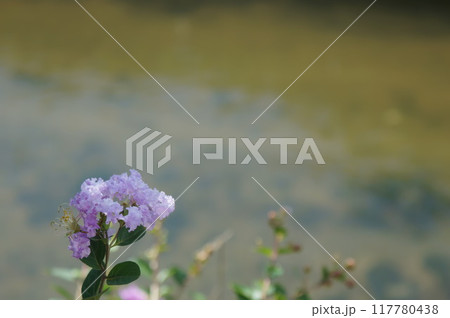 ポツンとサルスベリの花 117780438