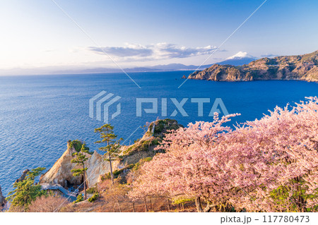 （静岡県）西伊豆黄金崎　早咲き桜の向こうに富士山　午後 117780473