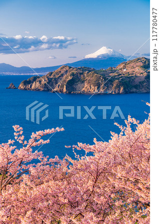 （静岡県）西伊豆黄金崎　早咲き桜の向こうに富士山　午後 117780477