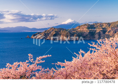 （静岡県）西伊豆黄金崎　早咲き桜の向こうに富士山　午後 117780478
