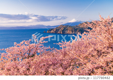 (静岡県)西伊豆黄金崎 早咲き桜の向こうに富士山 午後 (静岡県)西伊豆黄金崎 早咲き桜の向こうに富士山 午後 117780482