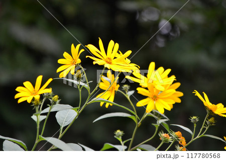 キクイモの花 キクイモの花 117780568
