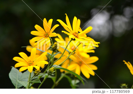 キクイモの花 キクイモの花 117780569