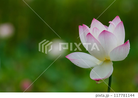目覚めの蓮 117781144