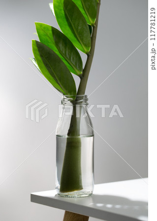 The stem of a ZZ plant immersed in a small clear bottle. The stem of a ZZ plant immersed in a small clear bottle. 117781219
