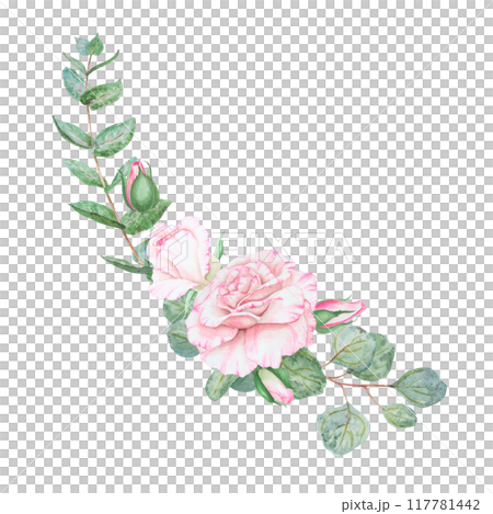 Light pink rose and eucalyptus. Watercolor botanical illustration. Hand drawn clipart, cut out and isolated. Realistic flower frame for delicate wedding prints, cards. Romantic design element. 117781442