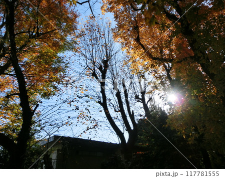 晩秋の都内風景-18 晩秋の都内風景-18 117781555