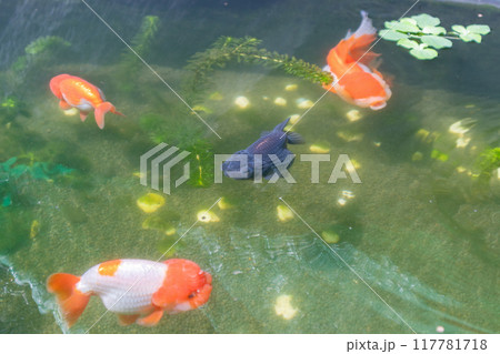 Goldfish in aquarium fish pond close up 117781718