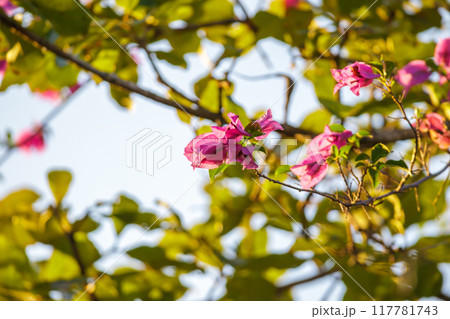 Pink bougainvillea flowers with blurred leaves background 117781743