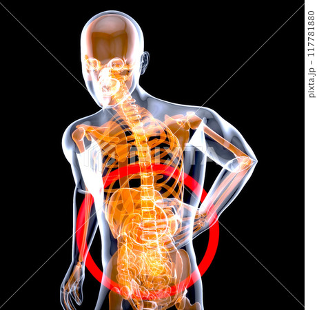 Abstract anatomy design of the stomach 117781880