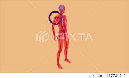 3D abstract anatomy concept of a shoulder pain 117781942