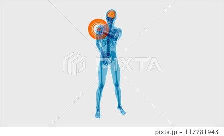 4K anatomy concept of a shoulder pain 4K anatomy concept of a shoulder pain 117781943