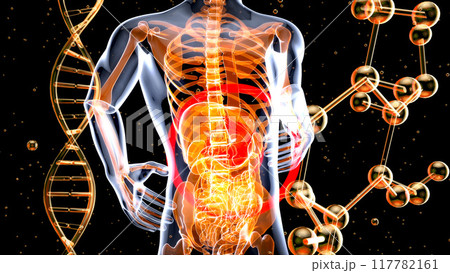 Abstract anatomy design of the stomach 117782161