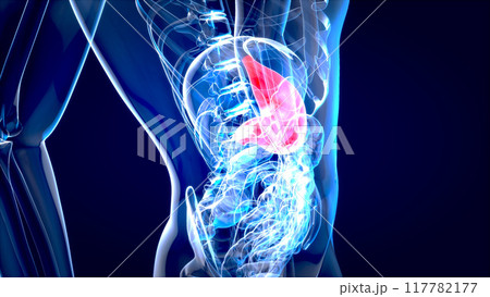 Abstract motion design of the stomach 117782177