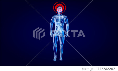 3D Anatomy concept of a Xray man 117782207