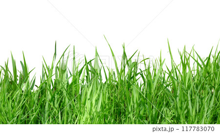 A cut-out of a clump of green tall grass on a white background with clipping paths. 117783070