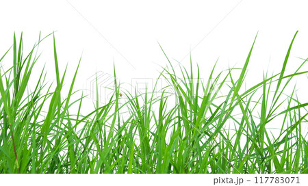 A cut-out of a clump of green tall grass on a white background with clipping paths. A cut-out of a clump of green tall grass on a white background with clipping paths. 117783071