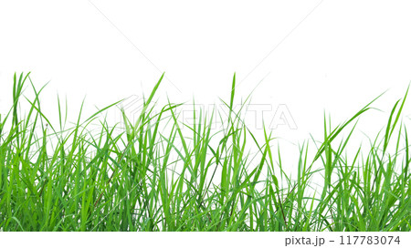 A cut-out of a clump of green tall grass on a white background with clipping paths. 117783074