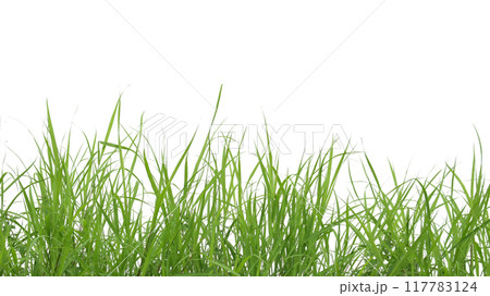 A cut-out of a clump of green tall grass on a white background with clipping paths. A cut-out of a clump of green tall grass on a white background with clipping paths. 117783124