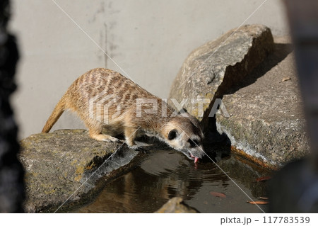 舌を出して水を飲むミーアキャット 舌を出して水を飲むミーアキャット 117783539