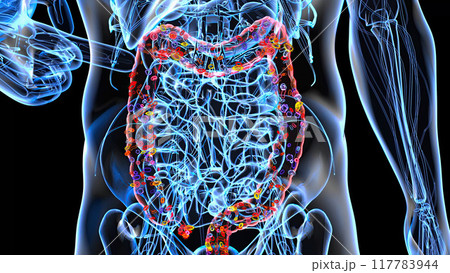 Abstract 3d anatomy view of the gut Abstract 3d anatomy view of the gut 117783944