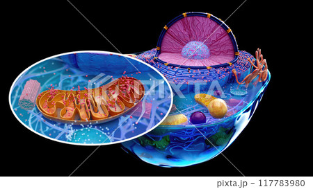 Abstract illustration of the biological cell Abstract illustration of the biological cell 117783980
