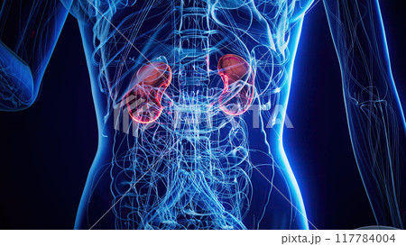 Anatomy of a X-ray woman doing Biceps Curls 117784004