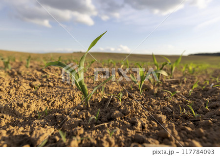 a field with a corn harvest in the evening a field with a corn harvest in the evening 117784093